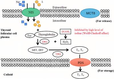 Application of oral inorganic iodine in the treatment of Graves’ disease